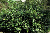 Fusain rampant Coloratus en godet - Euonymus fortunei - H 10-25 cm, pot Ø9 cm - photo 6