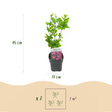 Althéa Woodbridge - H 45 cm, pot Ø17 cm