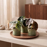 Baby Alocasia Tricolour avec cache-pots Linnea olive - lot de 3 mini plantes