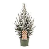 Épicéa nain Conica effet neige - Sapin de Noël vivant enneigé - photo 2