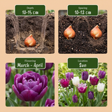 Tulipe Blueberry en mélange