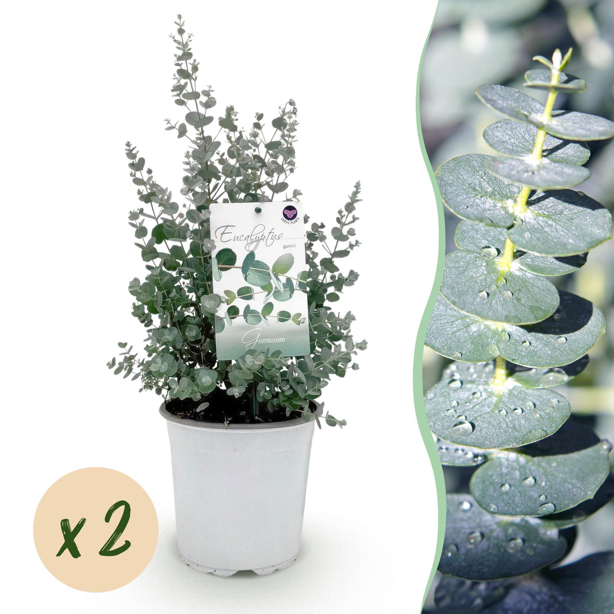 Eucalyptus gunnii - 2 plants - H 40 cm, pot Ø17 cm