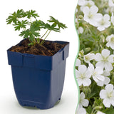 Géranium sanguin Album - H 15-25 cm, pot Ø11 cm - photo 2