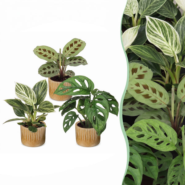Baby plantes surprise avec cache-pots Linnea miel - lot de 3 à 12 mini plantes - pot Ø6 cm - photo 7