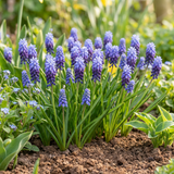 Muscari à larges feuilles