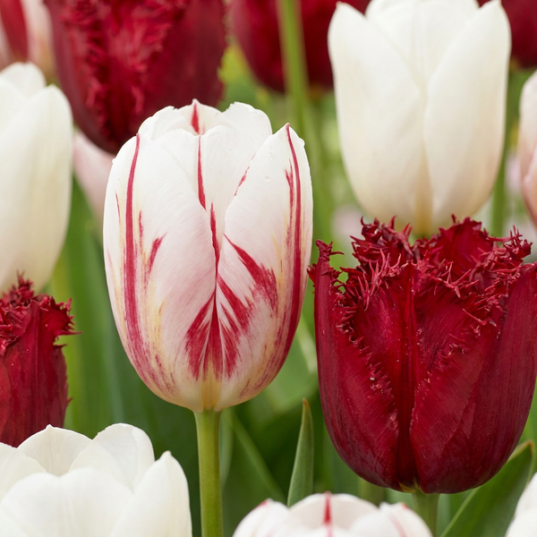 Tulipe triomphe Dutch Design - calibre 11/12