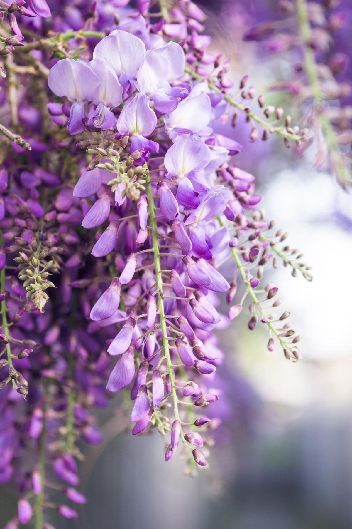 Glycine du Japon Naga Noda - Wisteria floribunda - 2 plants