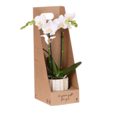 Orchidée Phalaenopsis blanche Mineral Amabilis - cache-pot Oyster et boîte cadeau - H 40 cm, pot Ø9 cm