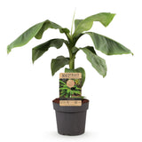 Bananier du Japon - Musa basjoo - H 90 cm, pot Ø21 cm