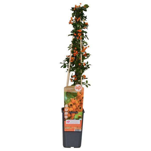 Buisson ardent Soleil d'Or - Pyracantha