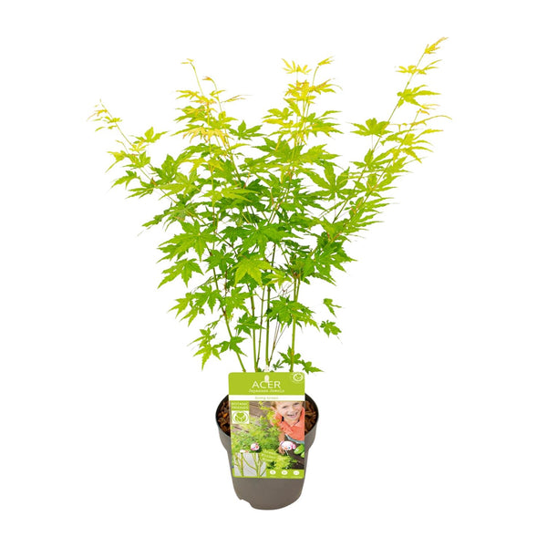 Érable du Japon Going Green - Acer palmatum