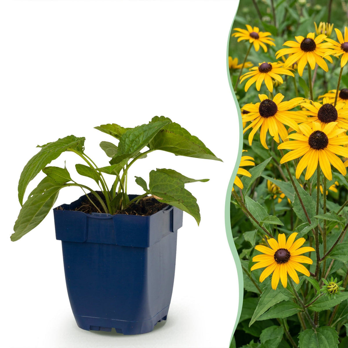 Rudbeckia Goldsturm - H 15-25 cm, pot Ø11 cm