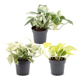 Pothos tricolore - Epipremnum - lot de 3