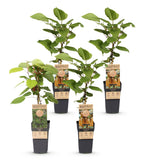 Kiwis Hayward et Weiki - 1 mâle et 3 femelles - 4 plants - H 50 cm, pot Ø15 cm