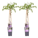 Glycine du Japon Naga Noda - Wisteria floribunda - 2 plants