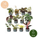 Box surprise baby plantes tropicales - lot de 12 mini plantes avec cache-pots Linnea bleu brume