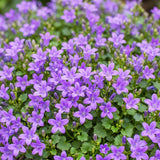 Campanule des murailles - H 15-25 cm, pot Ø11 cm