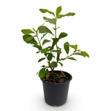 Cornouiller à fleurs de Floride - H 35 cm, pot Ø12 cm