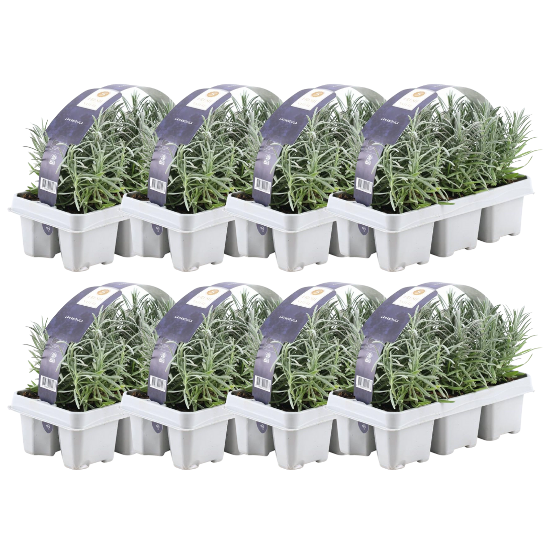 Lavande vraie en godet - Lavandula angustifolia - 48 plants - H 15 cm, pot Ø7 cm