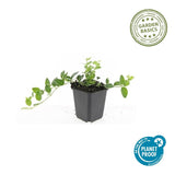 Petite pervenche panachée en godet - Vinca minor Argenteovariegata - H 10-25 cm, pot Ø9 cm - photo 4