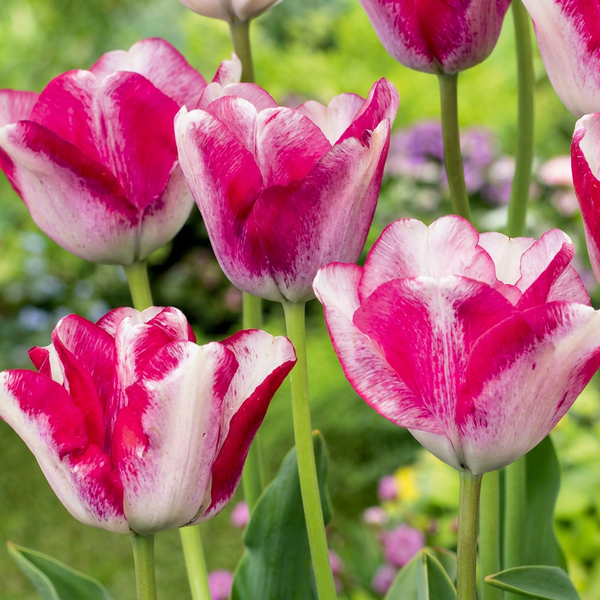 Tulipe Mata Hari - calibre 11/12