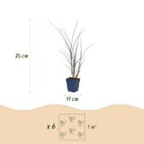 Eulalie Gracillimus - Miscanthus sinensis - H 15-25 cm, pot Ø11 cm - photo 3