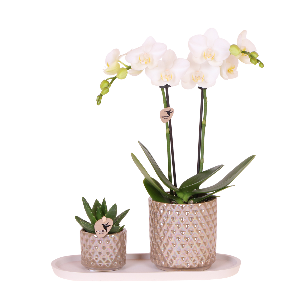 Orchidée Phalaenopsis blanche Mineral Amabilis et succulente - coffret Diamond Pearl sable