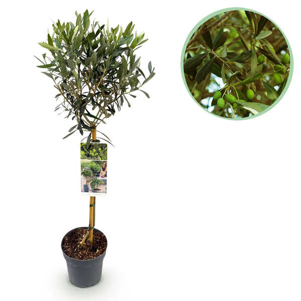 Olivier sur tige - Olea europaea