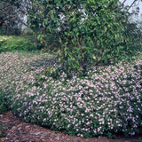 Aster ageratoides Asran en godet - Aster bleu lilas - H 10-25 cm, pot Ø9 cm - photo 6