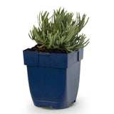 Lavande Munstead - H 15-25 cm, pot Ø11 cm