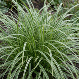 Laîche du Japon Ice Dance - Carex morrowii - photo 5