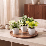 Pothos tricolore avec cache-pots blancs - Epipremnum - lot de 3