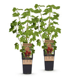 Groseillier rouge Jonkheer van Tets - Ribes rubrum - 2 plants - H 50 cm, pot Ø15 cm