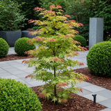 Érable du Japon Phoenix - Acer palmatum - H 70 cm, pot Ø19 cm