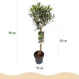 Olivier sur tige - Olea europaea - H 90 cm, pot Ø19 cm