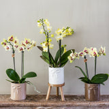 Orchidée Phalaenopsis jaune et rouge Diamond Uruguay - H 35 cm, pot Ø9 cm