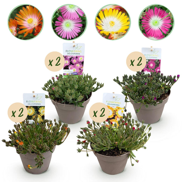 Delosperma Jewel of Desert en mélange - 8 plants