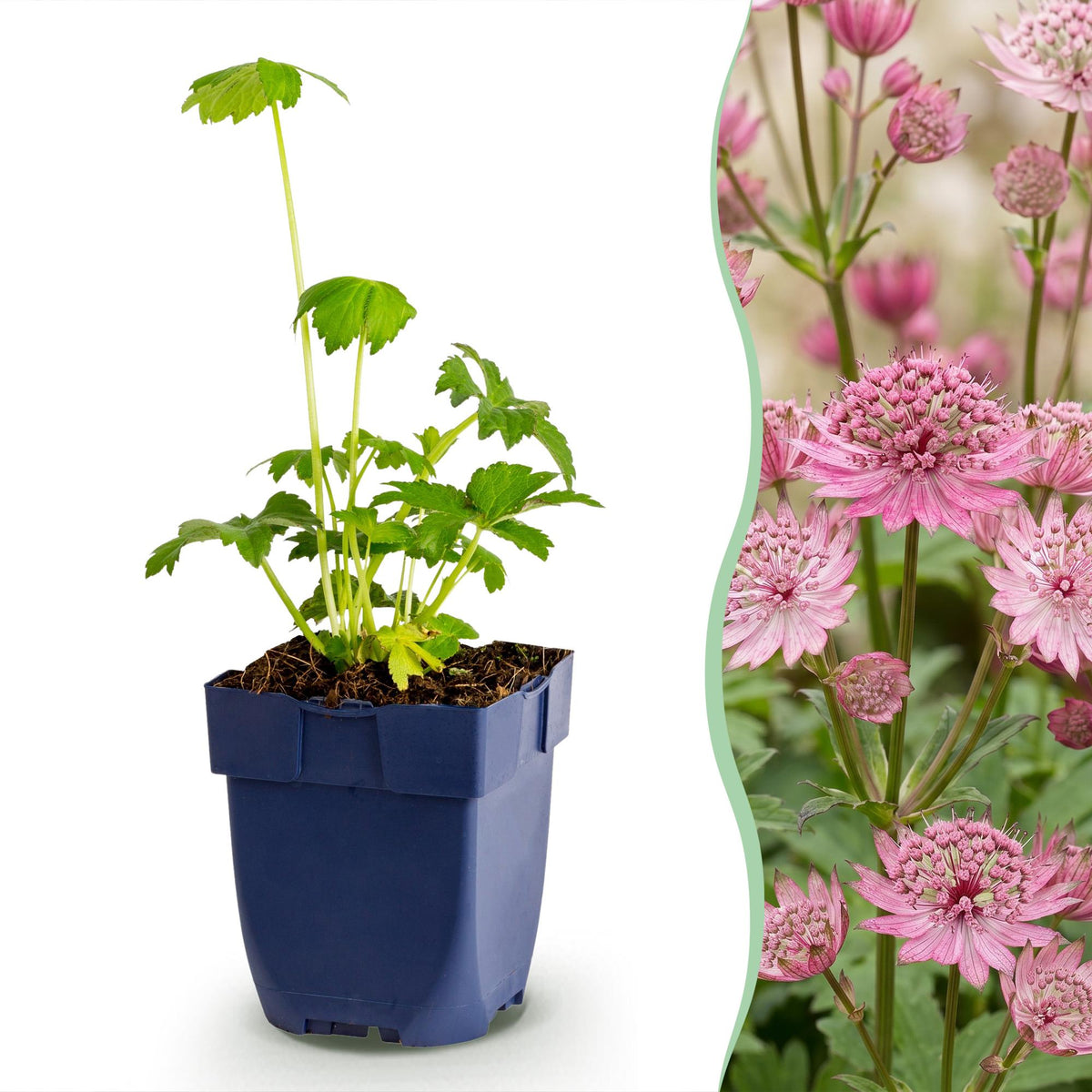 Grande astrance - Astrantia major - H 15-25 cm, pot Ø11 cm - photo 12