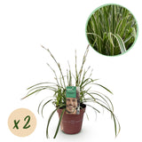 Carex Ice Dance - 2 plants - H 50 cm, pot Ø17 cm