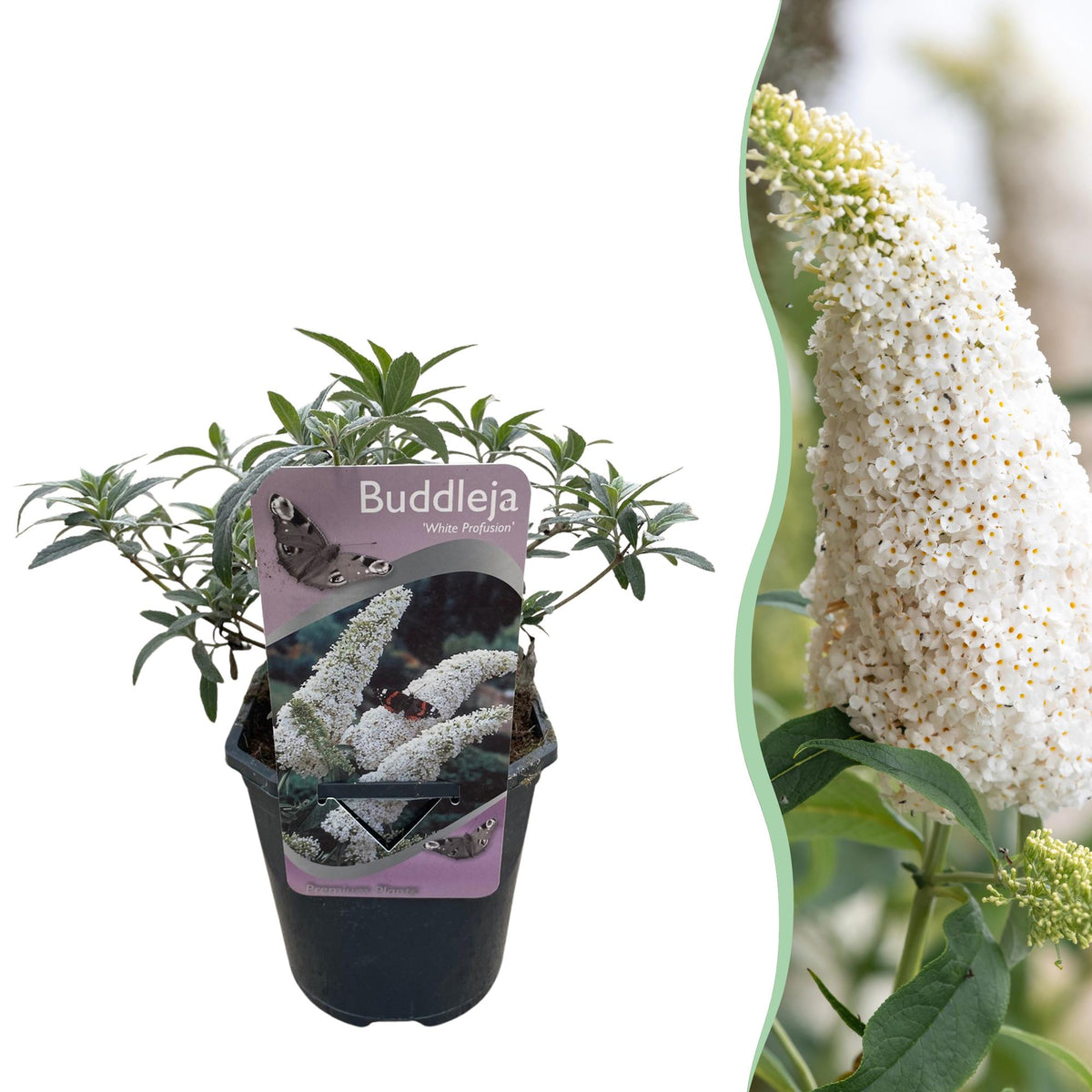 Arbre aux papillons White Profusion - Buddleja davidii - H 25 cm, pot Ø17 cm