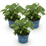 Hortensias Endless Summer en mélange - H 20-25 cm, pot Ø14 cm