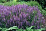 Sauge des bois Caradonna en godet - Salvia nemorosa - H 10-25 cm, pot Ø9 cm - photo 6