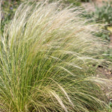 Stipa Ponytails - Cheveux d'ange - H 15-25 cm, pot Ø11 cm - photo 5
