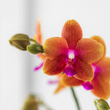 Orchidée Phalaenopsis orange parfumée Fragrance Bolgheri - H 37 cm, pot Ø9 cm