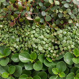 Baby Peperomia avec cache-pots Linnea miel - Hope, Pepperspot et prostrata - lot de 3