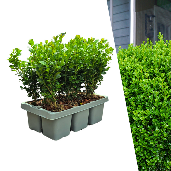 Buis NewGen Freedom en godet - 6 plants