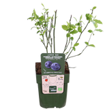 Myrtilliers Reka - Vaccinium corymbosum - 5 plants - H 45 cm, pot Ø13 cm