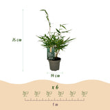 Fargesia robusta Pingwu - H 35 cm, pot Ø14 cm