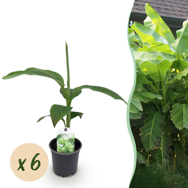 Bananier du Japon - Musa basjoo - 6 plants