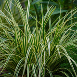 Carex Ice Dance - 2 plants - H 50 cm, pot Ø17 cm